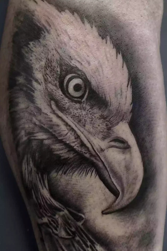 Aquila