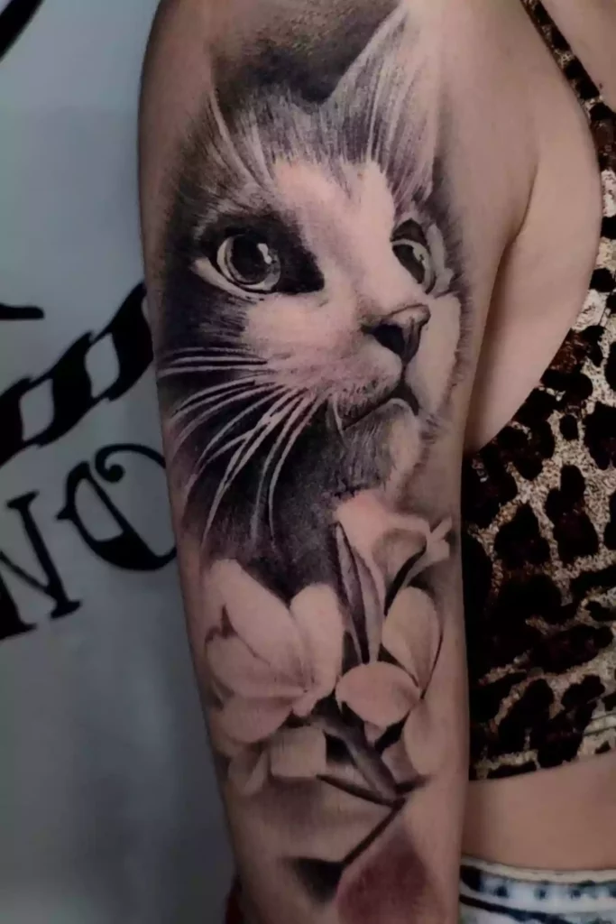 Gatto
